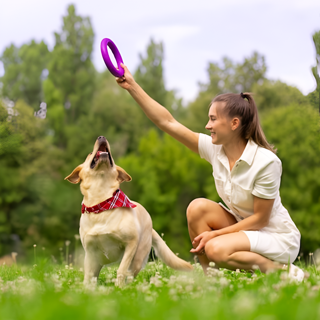 Fun & Safe Toys That Pets Love